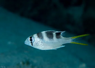 Bigeye Emperor - juvenile