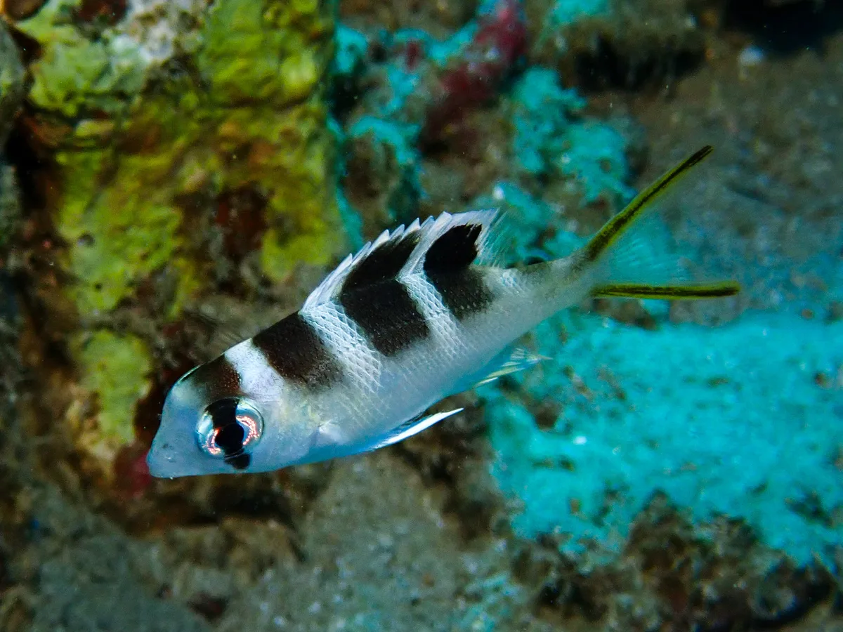 Bigeye Emperor - juvenile