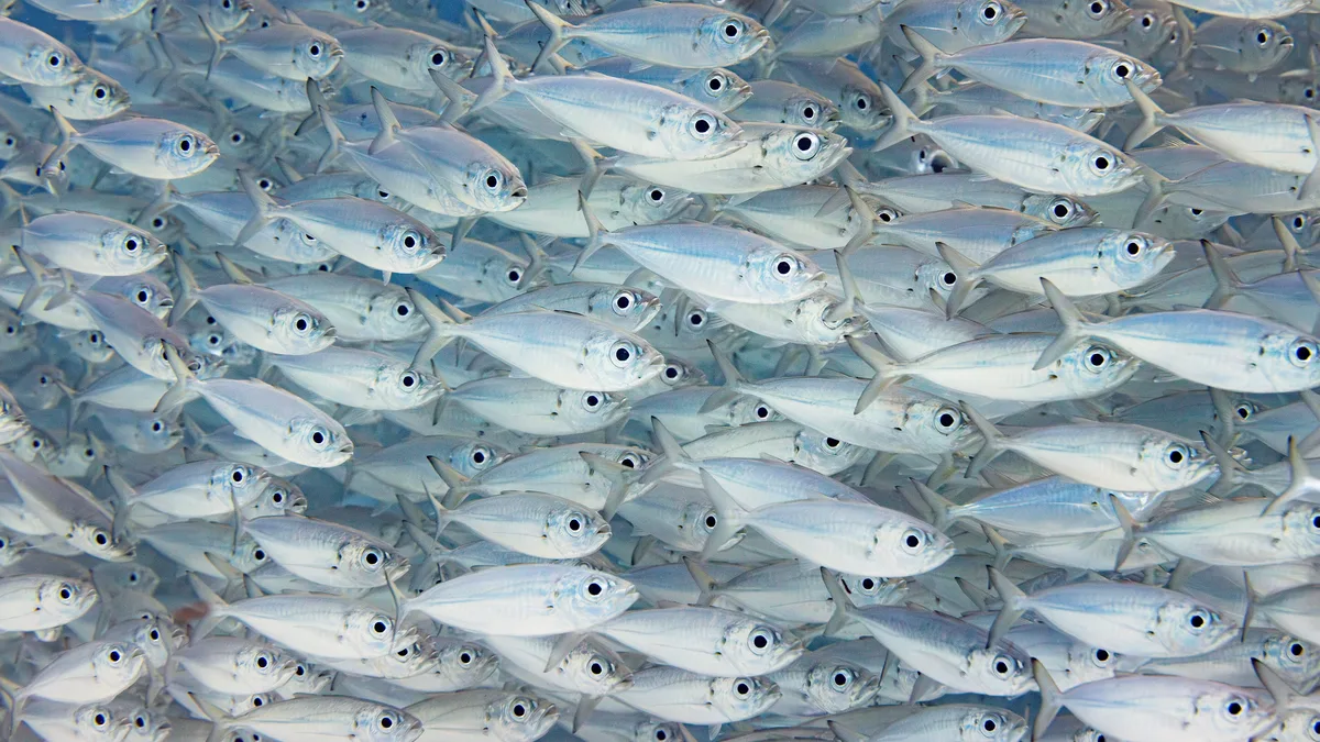 Wall of fish