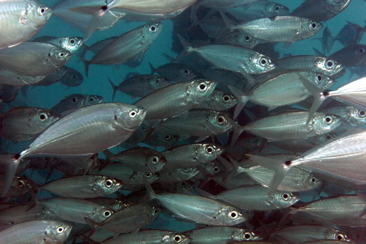 IMG_4343a Bigeye Scad (Selar crumenophthalmus)
