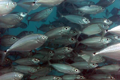 IMG_4343a Bigeye Scad (Selar crumenophthalmus)