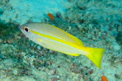 Bigeye Snapper