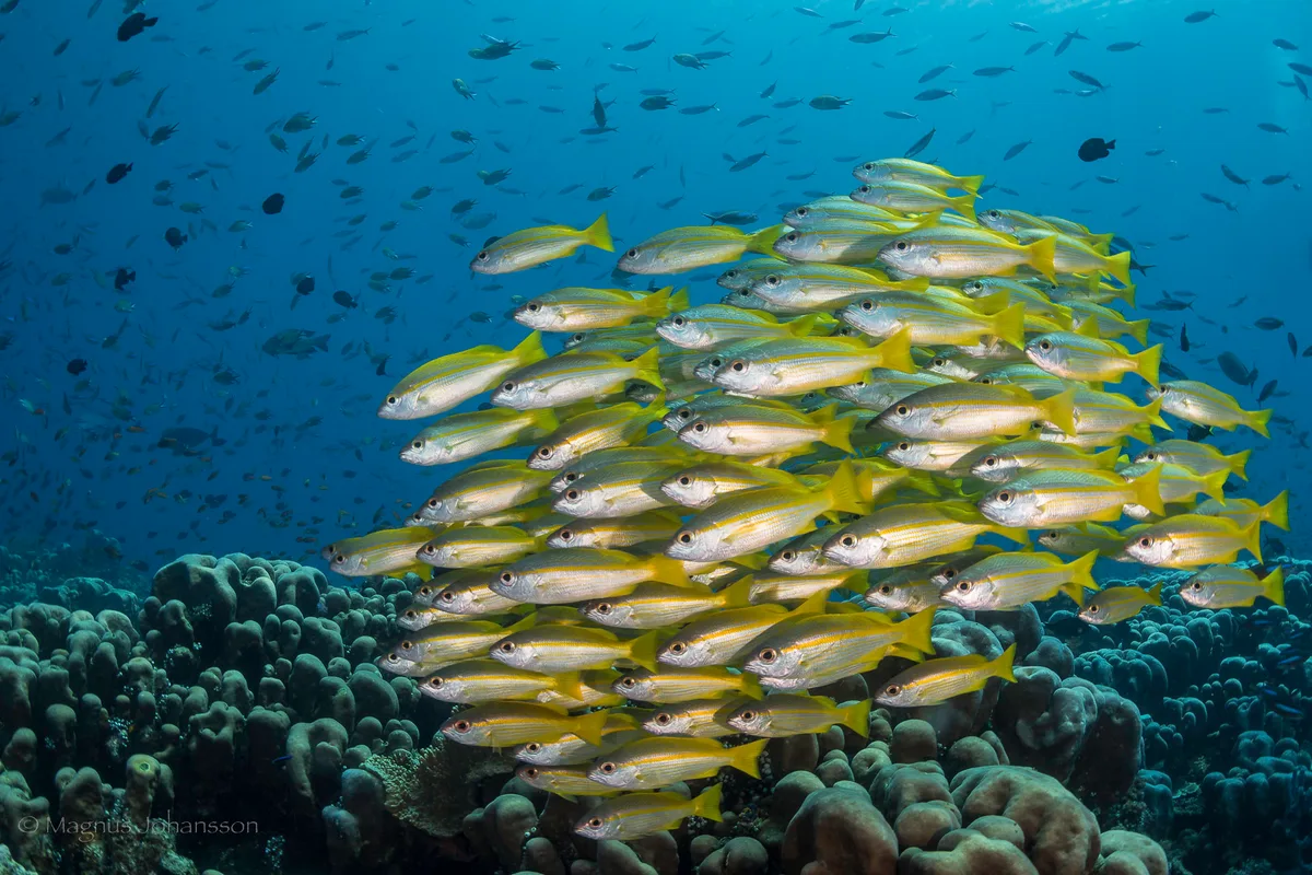 Bigeye Snapper