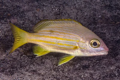 Golden-lined snapper - Lutjanus rufolineatus