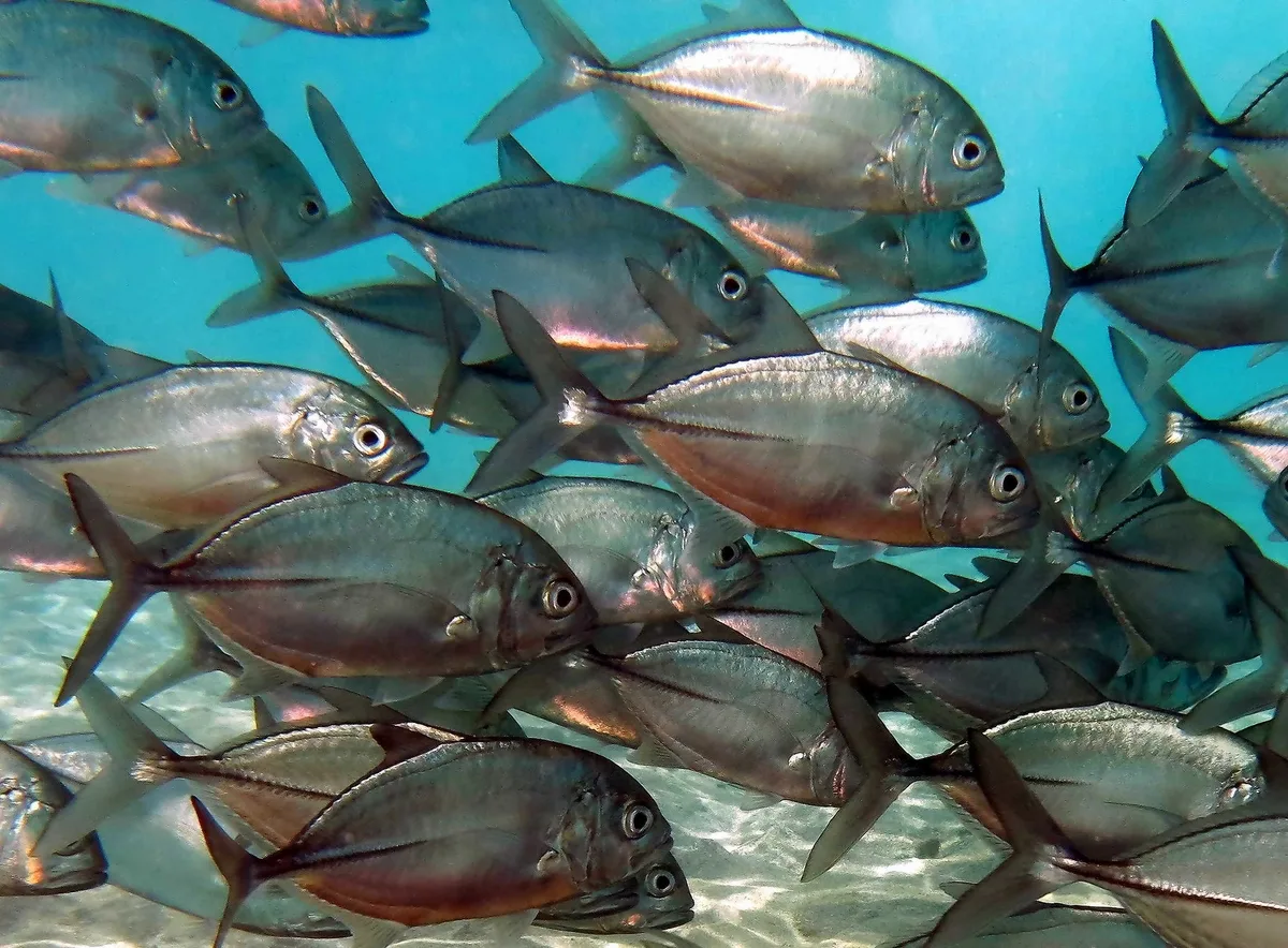 Bigeye Trevally