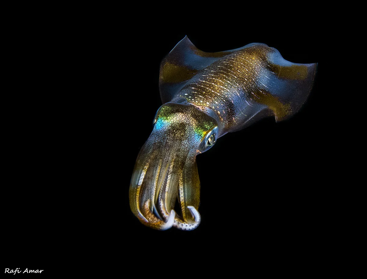 Bigfin Reef Squid