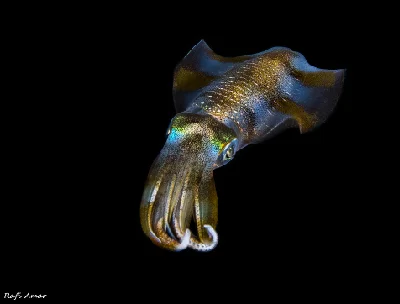 Bigfin Reef Squid