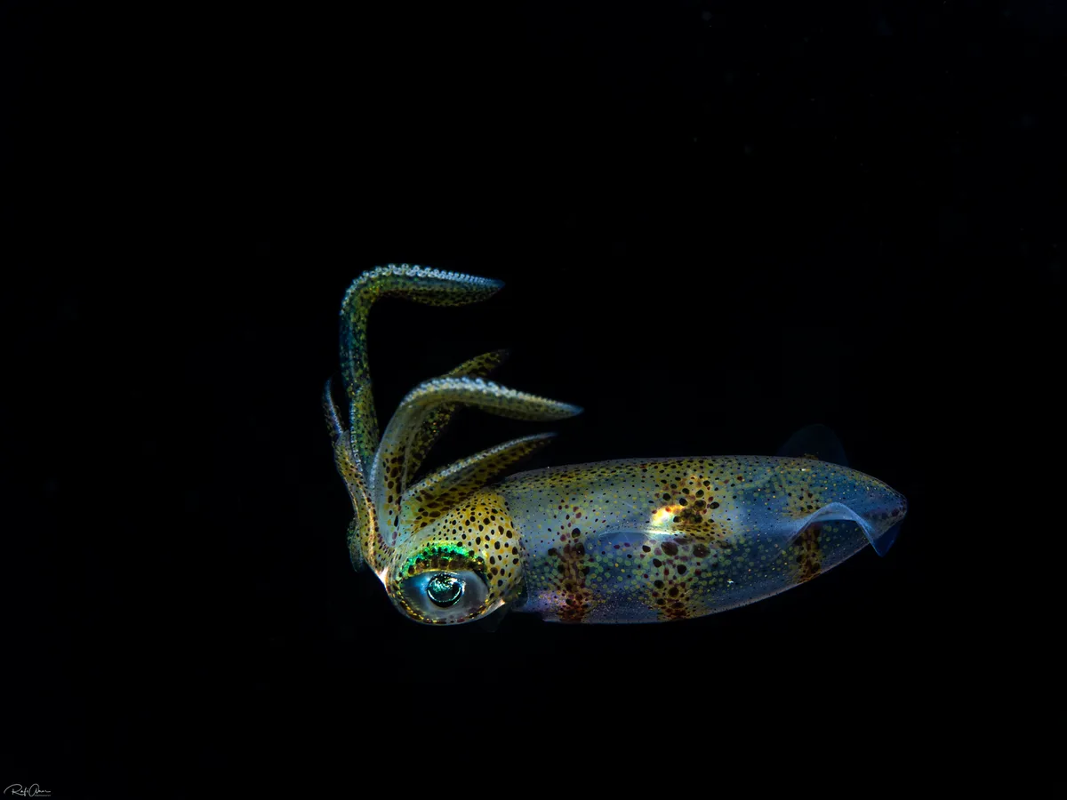 Bigfin Reef Squid