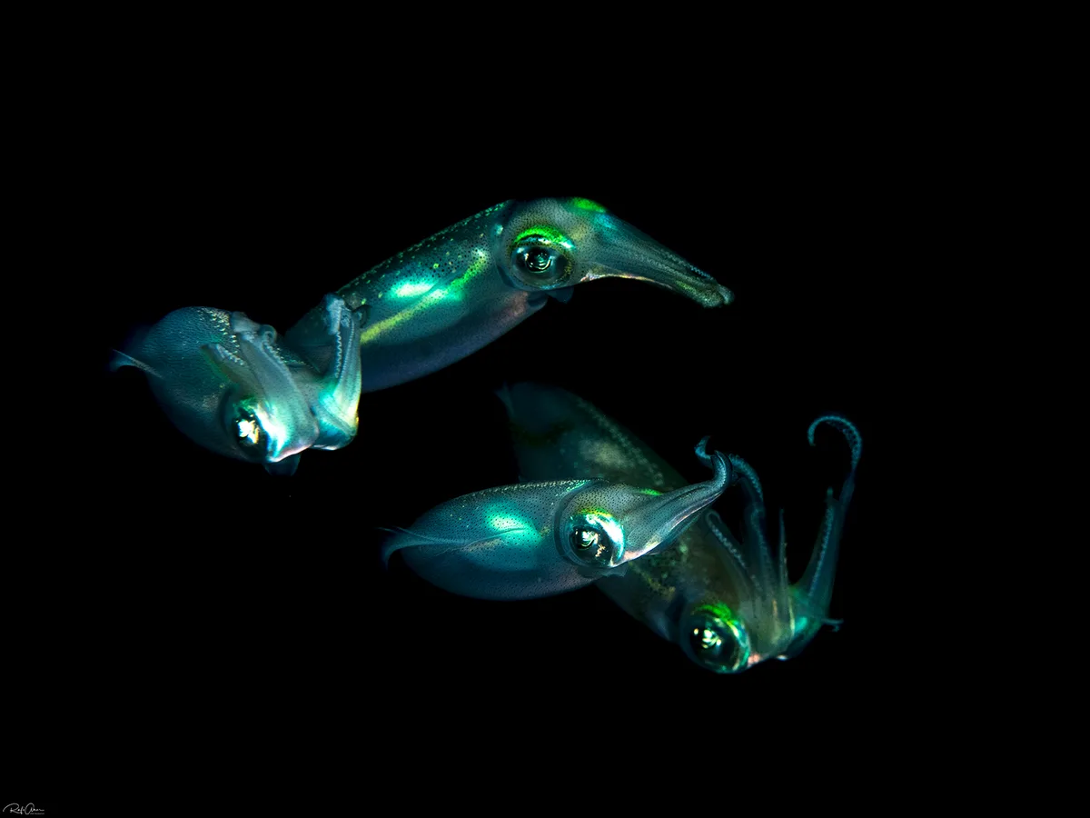 Bigfin Reef Squid