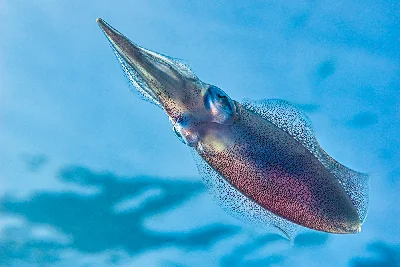 Bigfin Reef Squid