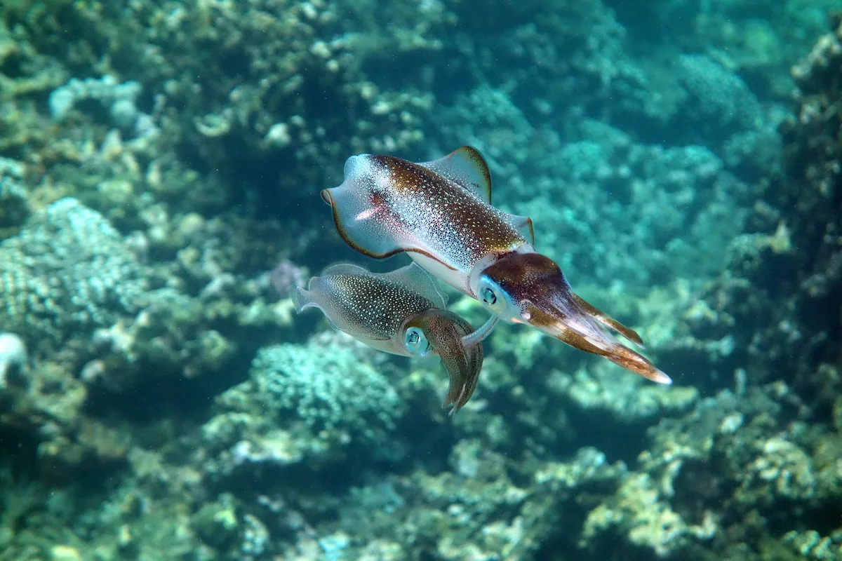 Bigfin Reef Squid