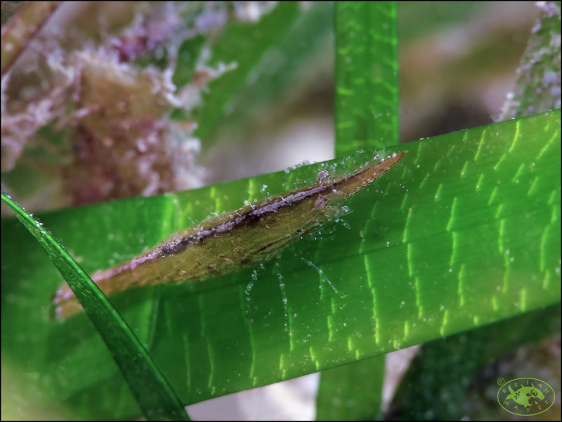 Sea Grass Shrimp (Latreutes pymoeus)