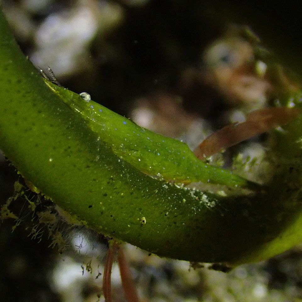Latreutes pymoeus - Bitung, ID-SW, ID
