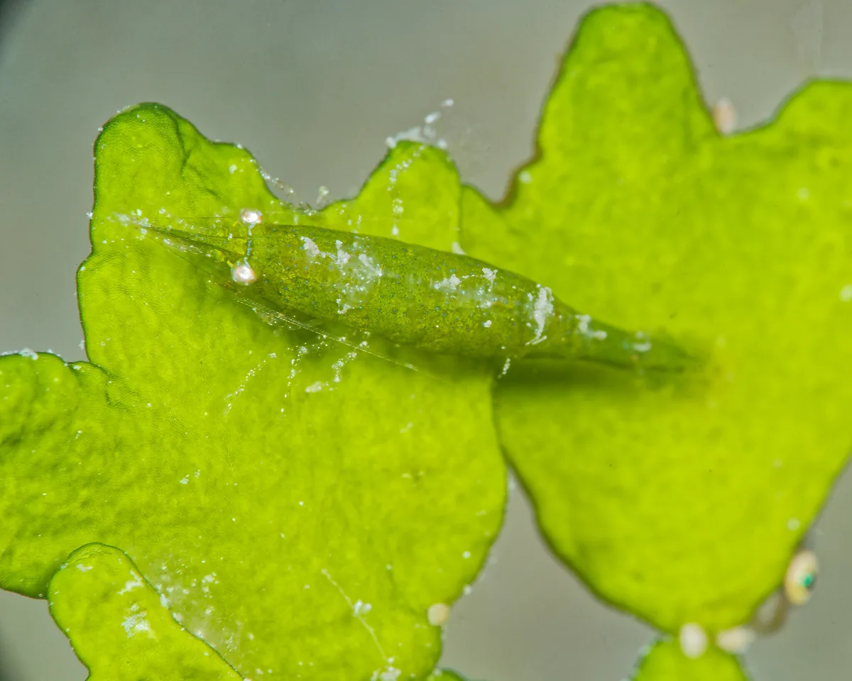 Latreutes pymoeus - Nānākuli, HI 96792, USA