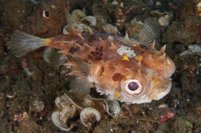 Orbicular Burrfish - 1