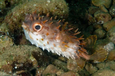 Cyclichthys orbicularis
