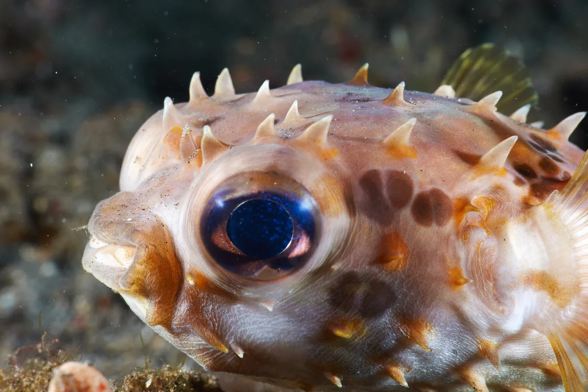 Orbicular Burrfish - 2