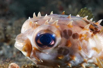 Orbicular Burrfish - 2