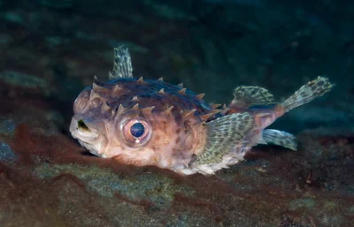 Birdbeak Burrfish - Cyclichthys orbicularis