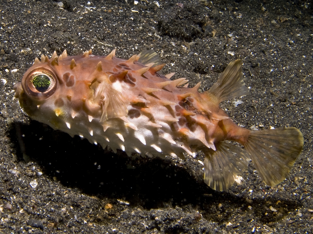 Cyclichthys orbicularis