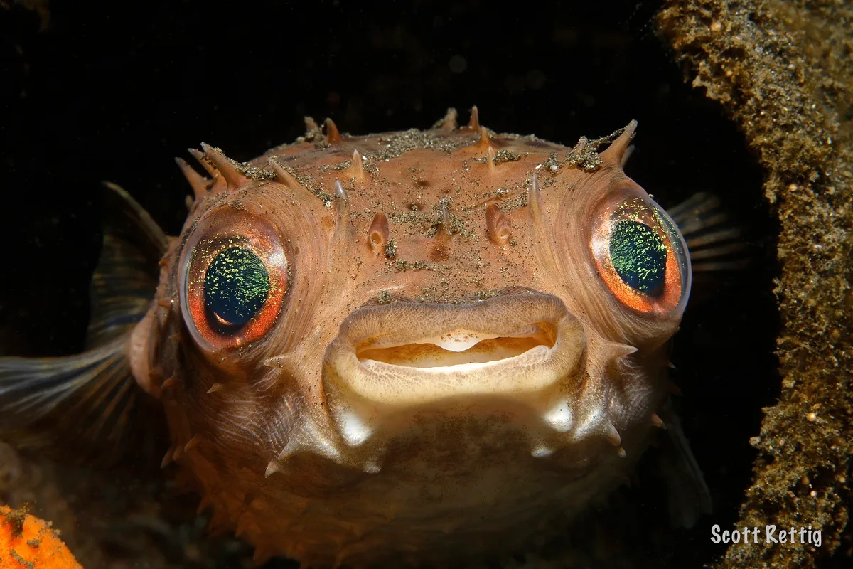 Orbicular Burrfish  (Cyclichthys orbicularis)