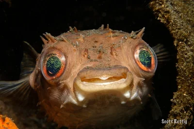 Orbicular Burrfish  (Cyclichthys orbicularis)