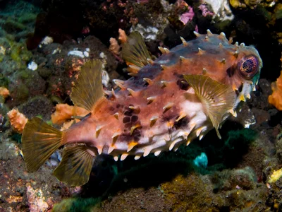 Cyclichthys orbicularis