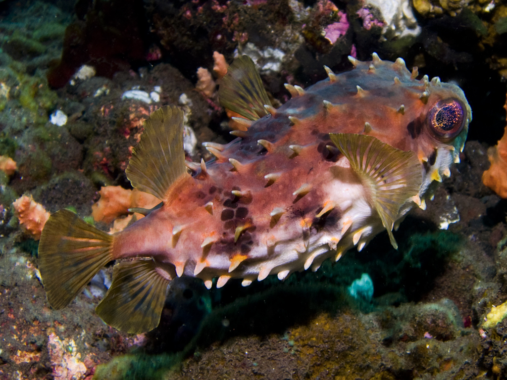 Cyclichthys orbicularis
