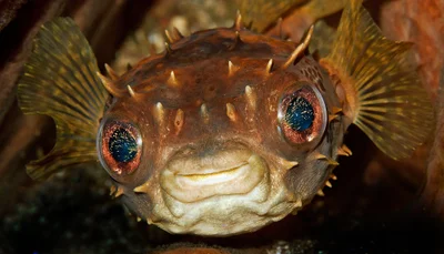 p324_Orbicular burrfish (Cyclichthys orbicularis)