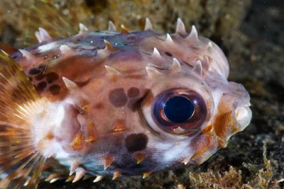 Orbicular Burrfish - 3