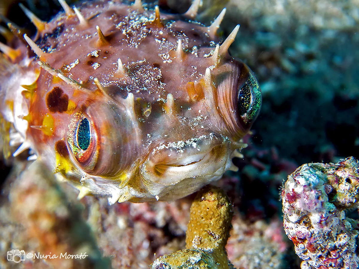 Orbicular Burrfish, cyclichthys orbicularis