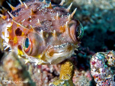 Orbicular Burrfish, cyclichthys orbicularis