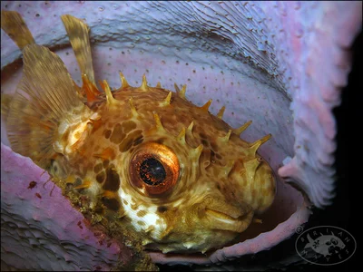 Orbicular Burrfish (Cyclichthys orbicularis)