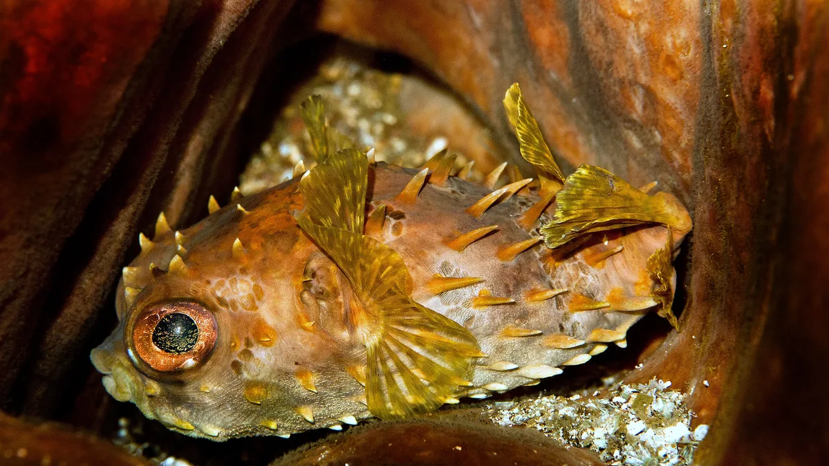 p1050808_Orbicular burrfish (Cyclichthys orbicularis)