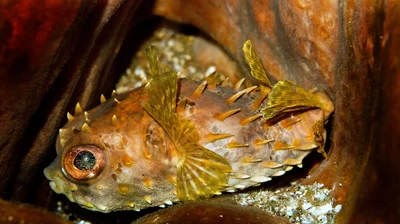 p1050808_Orbicular burrfish (Cyclichthys orbicularis)