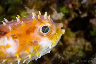 Puffer fish