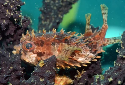 Cyclichthys orbicularis  12 1421