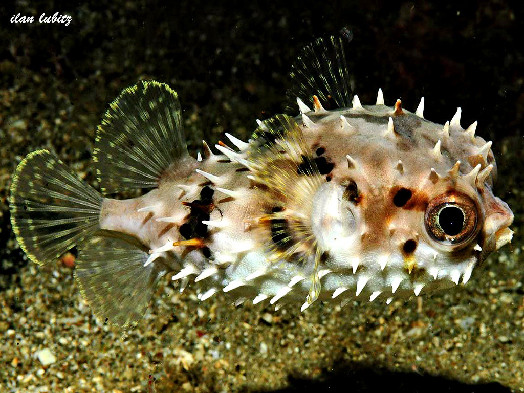 Cyclichthys orbicularis DSC_0509