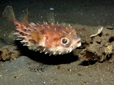 Orbicular burrfish