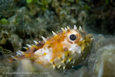 Cute puffer fish