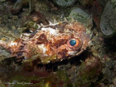 lembeh 16 IMG_7500a sm Orbicular Burrfish, Cyclichthys orbicularis, Jahir 1