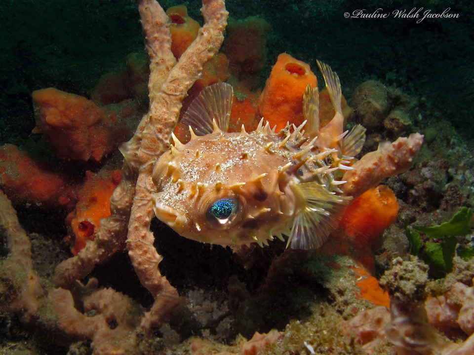 lembeh 11 IMG_1430a