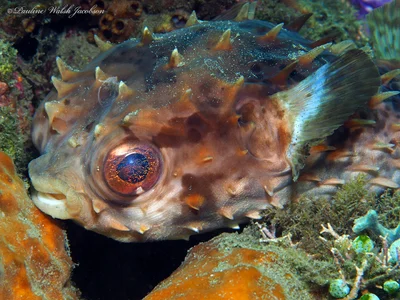 lembeh 19 PB040142a Orbicular or Birdbeak Burrfish, Cyclichthys orbicularis, Kareko Batu