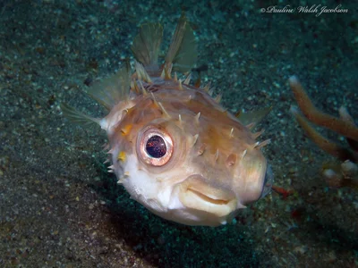 lembeh 16 IMG_7192a sm Orbicular Burrfish, Cyclichthys orbicularis, Police Pier to Bianca