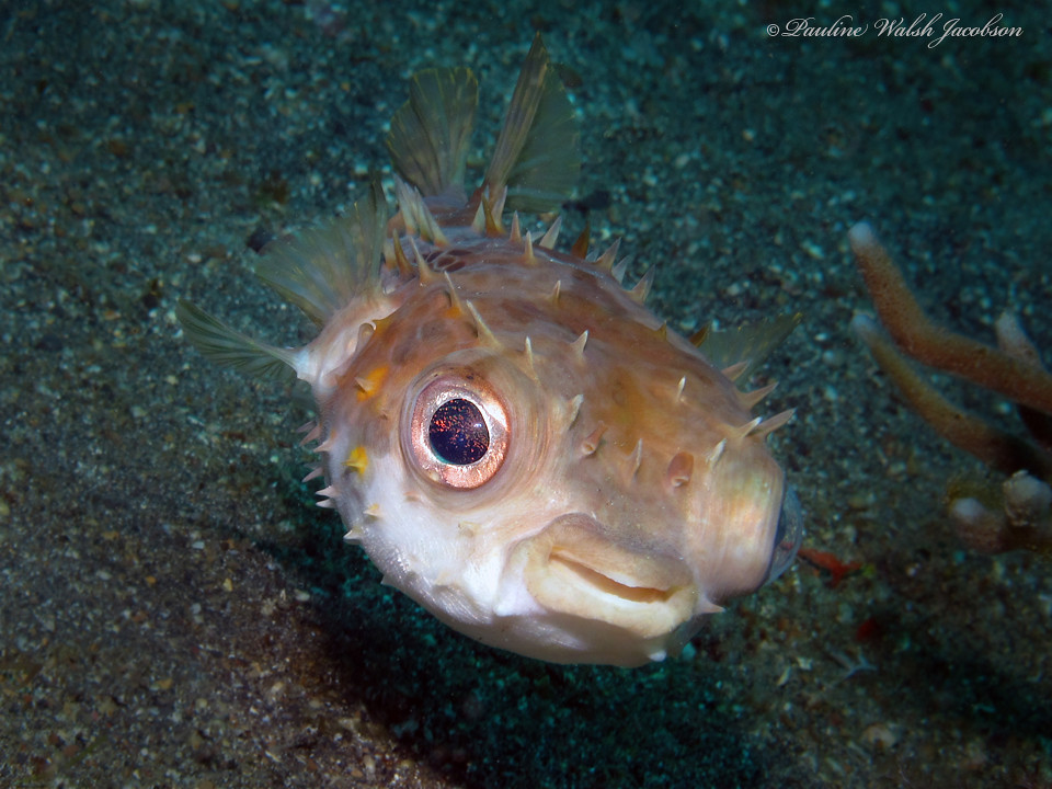 lembeh 16 IMG_7192a sm Orbicular Burrfish, Cyclichthys orbicularis, Police Pier to Bianca