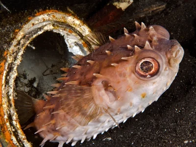 Porcupinefish 2