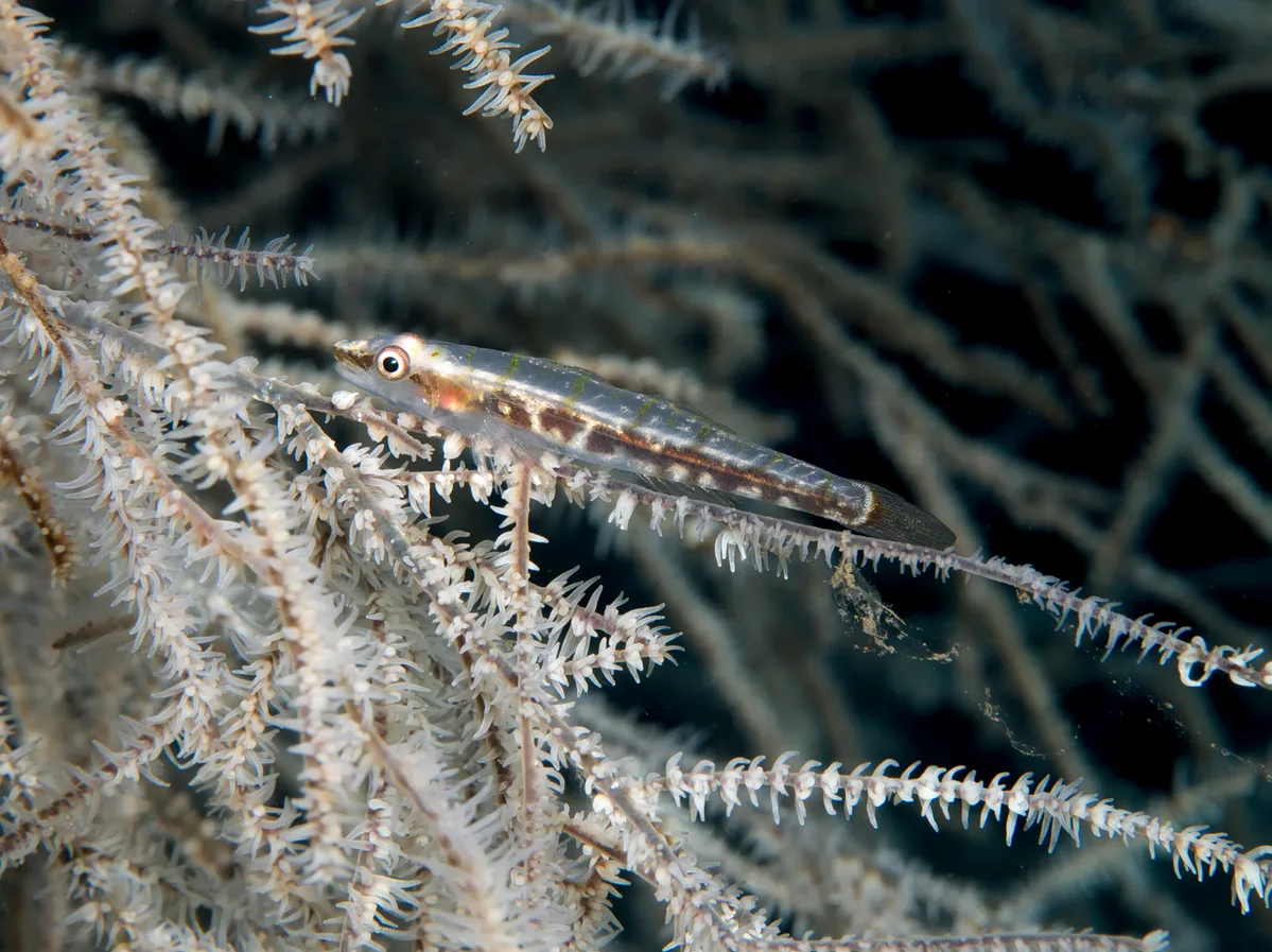 Black Coral Goby