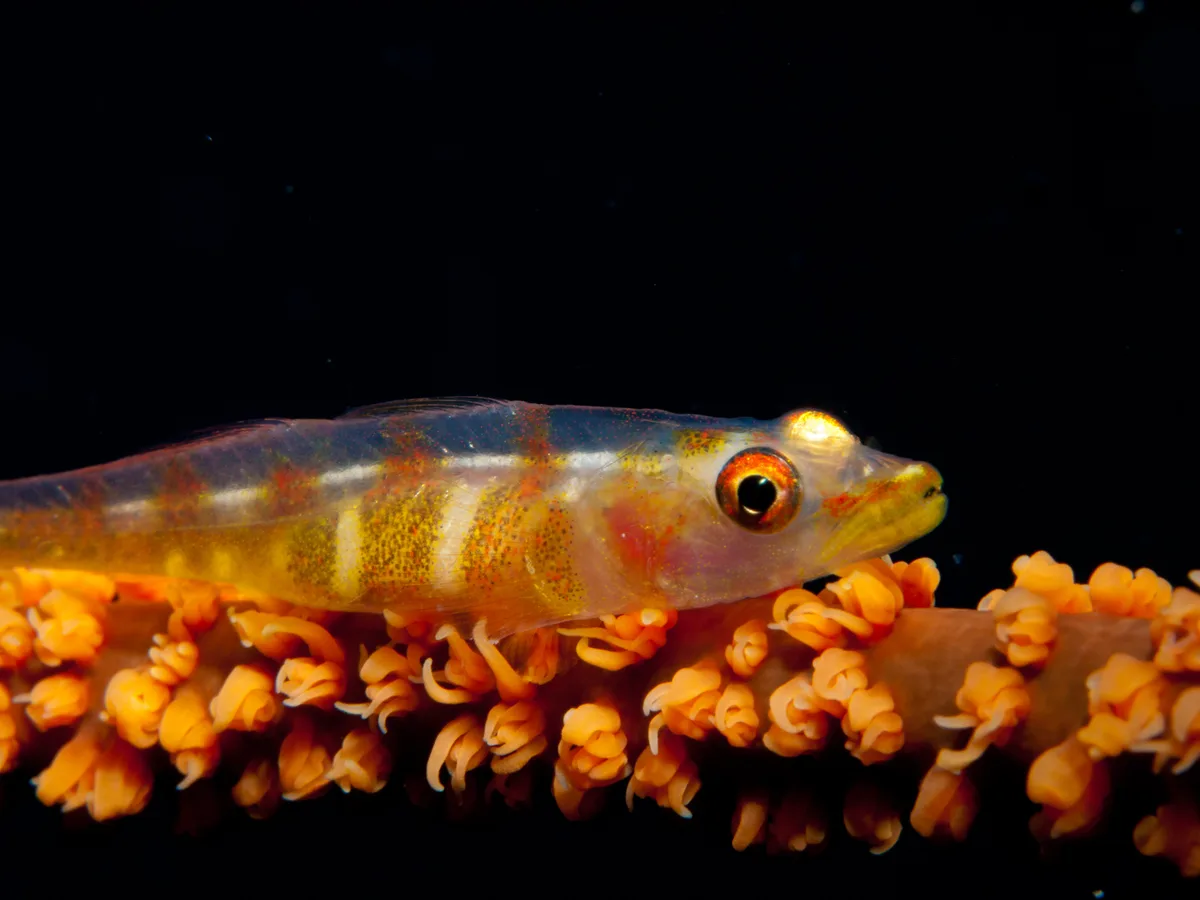 Black Coral Goby