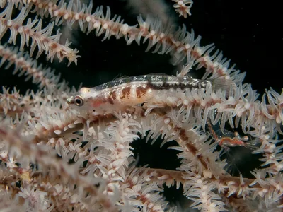 Bryaninops tigris