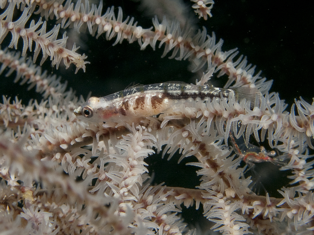 Bryaninops tigris